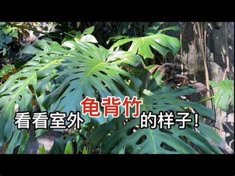 龜背芋 室外|龜背芋可以種室外嗎？5個關鍵注意事項，讓龜背芋在戶外茁壯成。